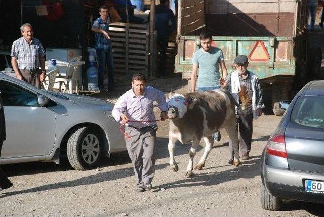 Tokat’ta Acemi Kasaplar Hastanelik Oldu