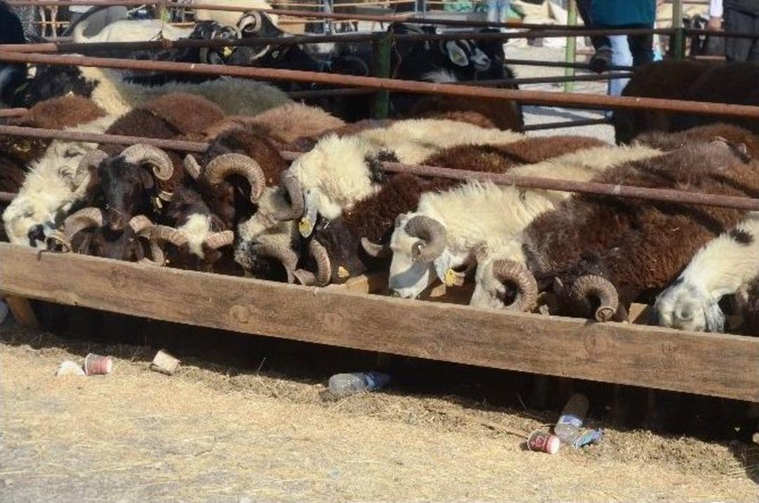 Bayramın İlk G&uuml;n&uuml;nde Satışların S&uuml;rd&uuml;ğ&uuml; Hayvan Pazarında, Satıcılar M&uuml;şteri, Alıcılar İse Fiyat D&uuml;ş&uuml;ş&uuml; Bekliyor
