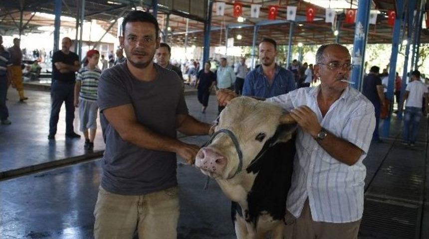 Antalya&rsquo;da Kurbanlıklar Belirlenen Noktalarda Kesildi