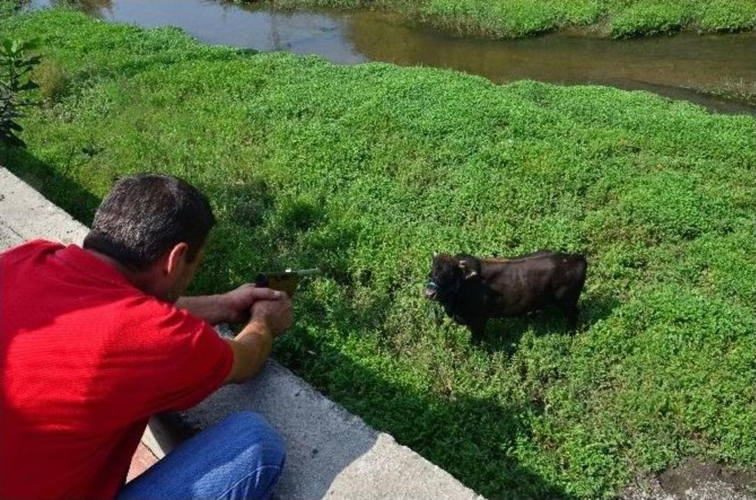 Ka&ccedil;an Boğa 6 Saat Sonra Yakalanabildi