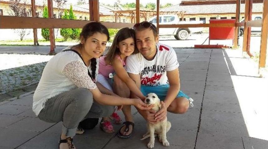 Sokak Hayvanları Bakım Evi Bayramda Ziyarete A&ccedil;ık Olacak