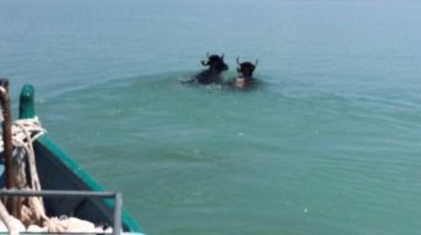 G&ouml;le Atlayan Kurbanlıklar Kementle Yakalanabildi