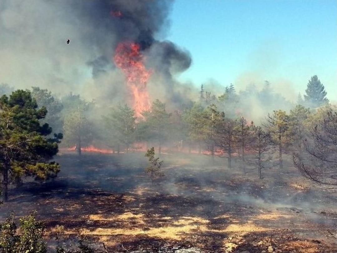 Fidanlıktaki Yangını Elleriyle Toprak Atarak S&ouml;nd&uuml;rmeye &Ccedil;alıştılar