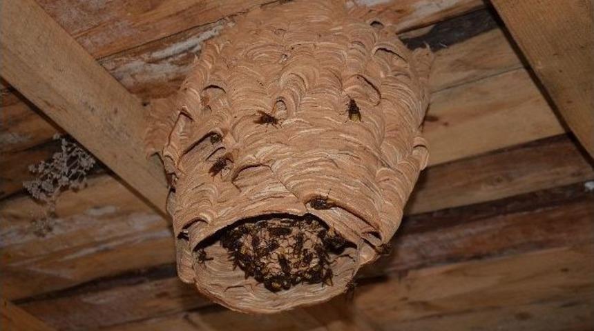 (&ouml;zel Haber) Katil Arılarından T&uuml;rkiye&rsquo;de Bir İlk