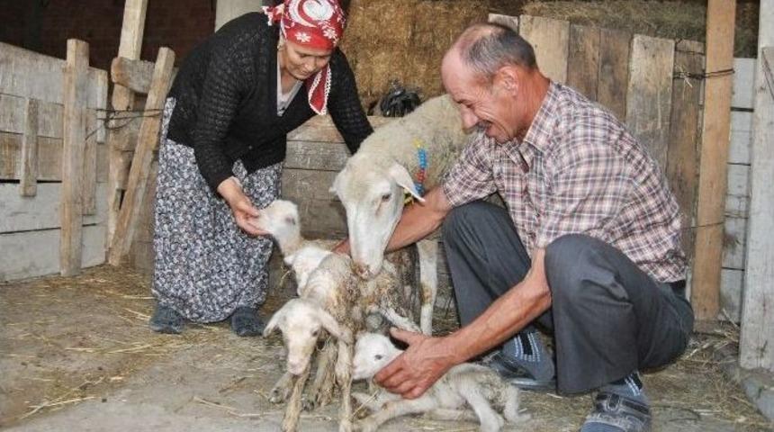 Beşiz Doğuran Koyun Herkesi Şaşkına &Ccedil;evirdi