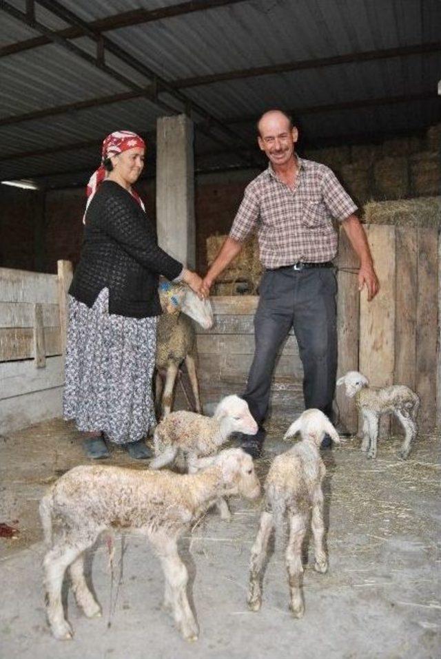 Beşiz Doğuran Koyun Herkesi Şaşkına Çevirdi