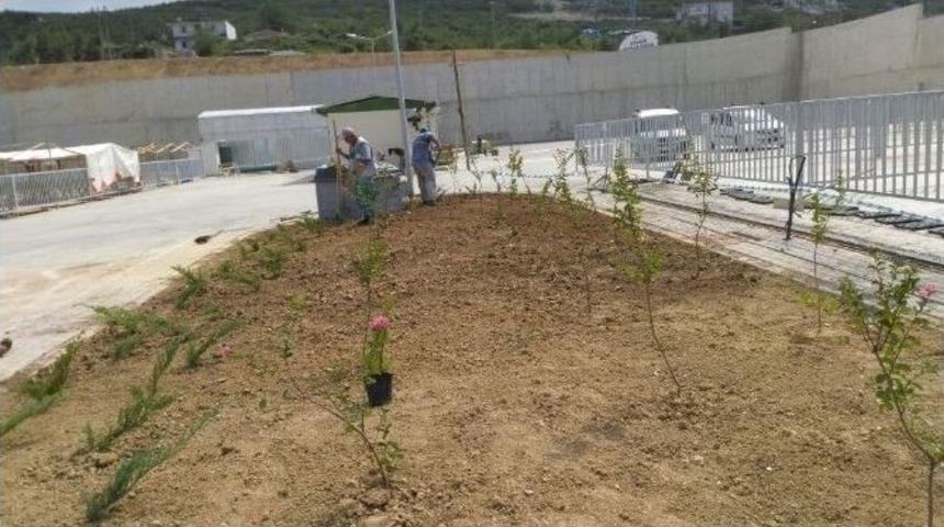 Hayvan Pazarı &Ccedil;evresi Yeşillendiriliyor