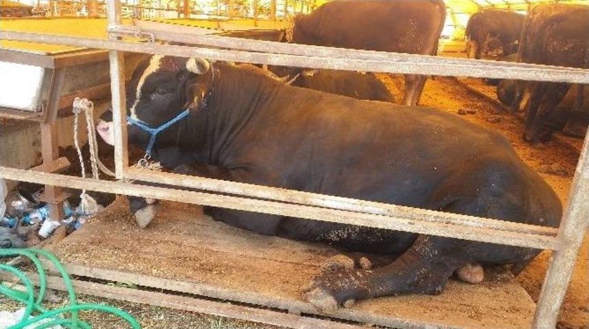 Kurbanlıklar Besicilerin Elinde Kaldı