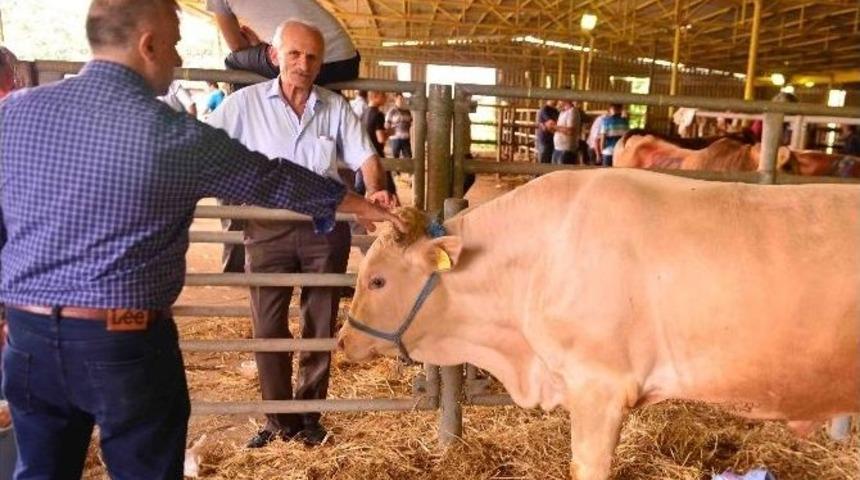 B&uuml;y&uuml;kşehirin 7 Mezbahanesinde 500 Kurban Kesildi