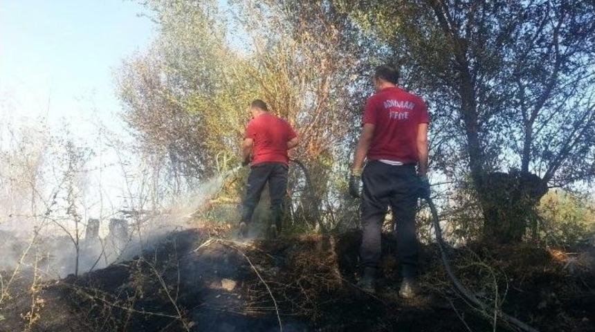 Anız Yangınında Yaklaşık 80 Ağaç Zarar Gördü