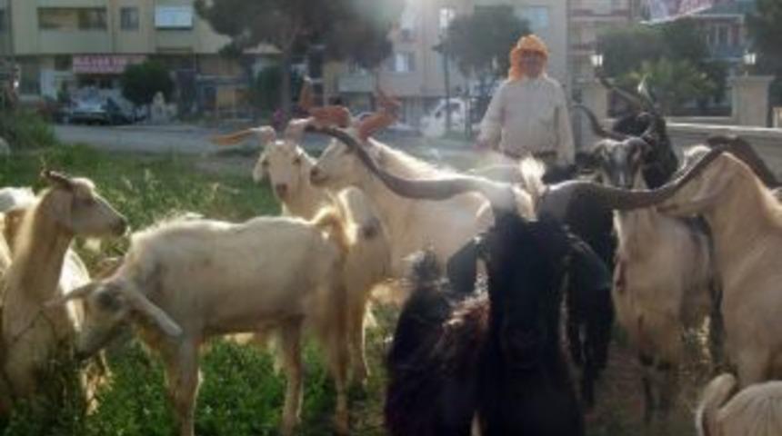 Sahil Kesimlerinde Kurbanlıklar Elde Kaldı