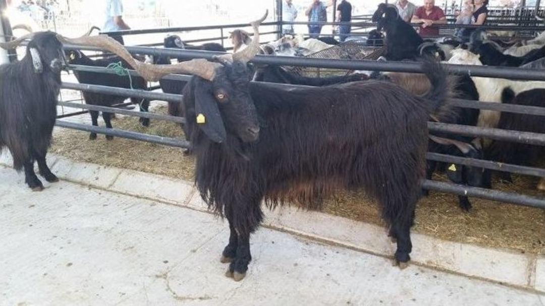 Aydın&rsquo;da 132 Kiloluk Honamlı Ke&ccedil;isi İlgi Odağı Oldu