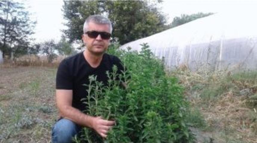 (&ouml;zel Haber) Pancar Şekerine Rakip &Ccedil;ıktı