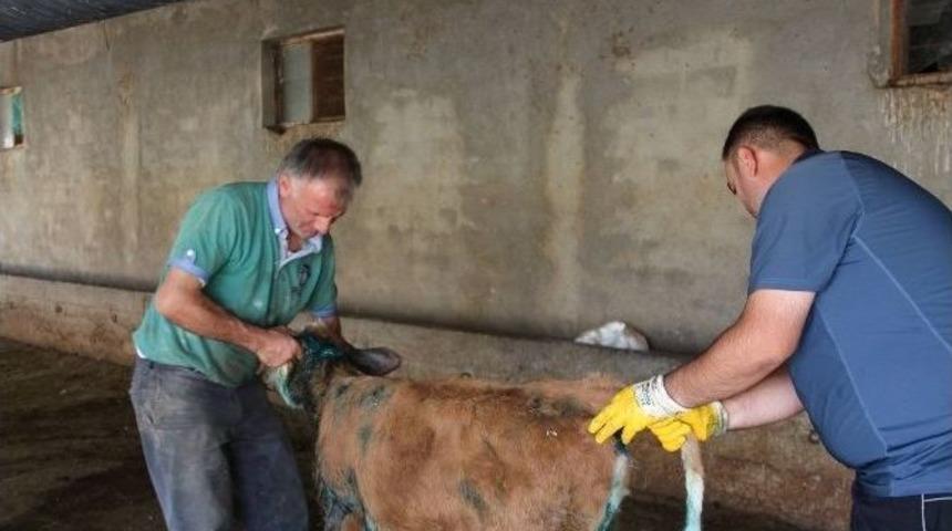 A&ccedil; Kalan Sokak K&ouml;pekleri Buzağılara Saldırdı