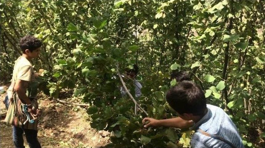 Hizan&rsquo;da Fındık Hasadı