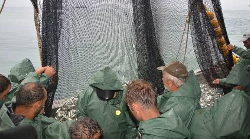 Denizde Palamut Bolluğu Yaşanıyor