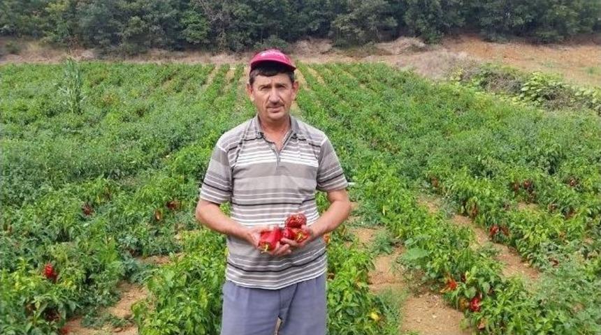 Kapya Biber &Uuml;reticisi D&uuml;ş&uuml;k Fiyattan Dertli