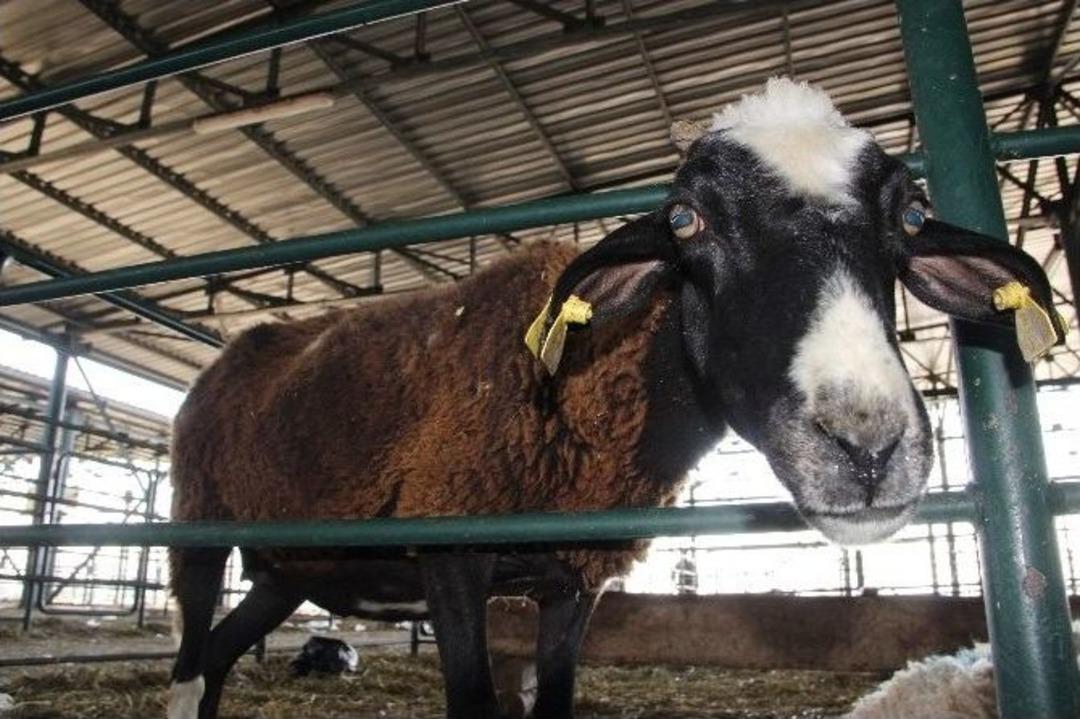 Kurbanlıkların &Ccedil;oğu Satıldı