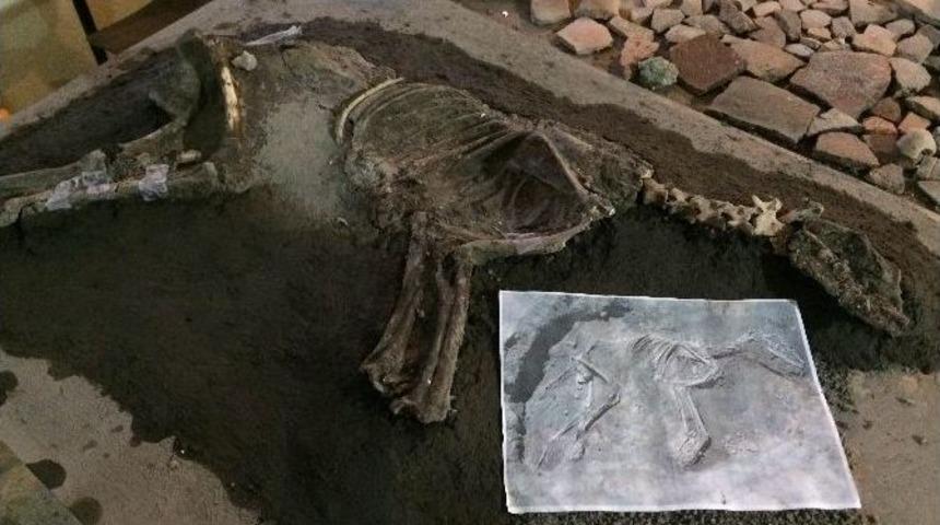 2700 Yıllık K&ouml;pek İskeleti Sergilenecek