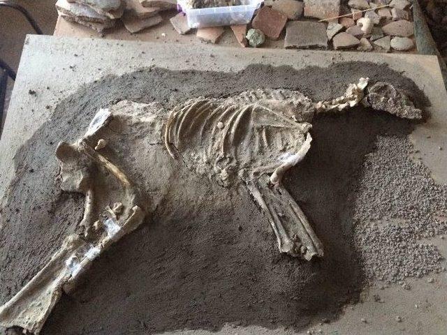 2700 Yıllık Köpek İskeleti Sergilenecek