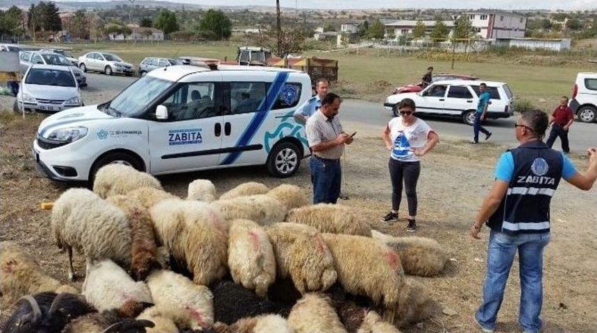 Ka&ccedil;ak Kurbanlıklara S&uuml;leymanpaşa Belediyesi Zabıta Ekipleri &ldquo;dur&rdquo; Dedi