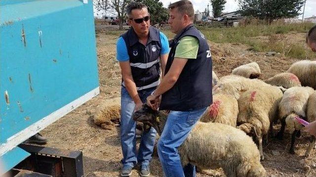 Kaçak Kurbanlıklara Süleymanpaşa Belediyesi Zabıta Ekipleri “dur” Dedi