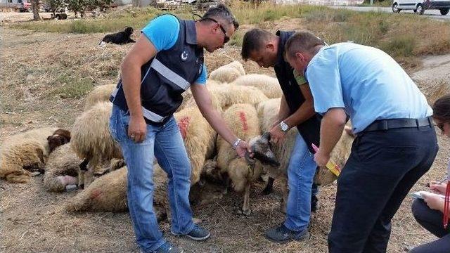 Kaçak Kurbanlıklara Süleymanpaşa Belediyesi Zabıta Ekipleri “dur” Dedi