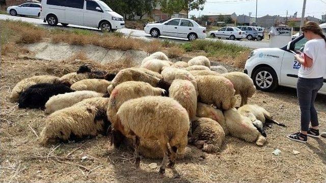 Kaçak Kurbanlıklara Süleymanpaşa Belediyesi Zabıta Ekipleri “dur” Dedi