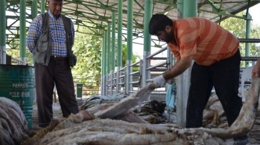 Sarıg&ouml;l&rsquo;de 4 Bin 437 Kurban Derisi Toplandı