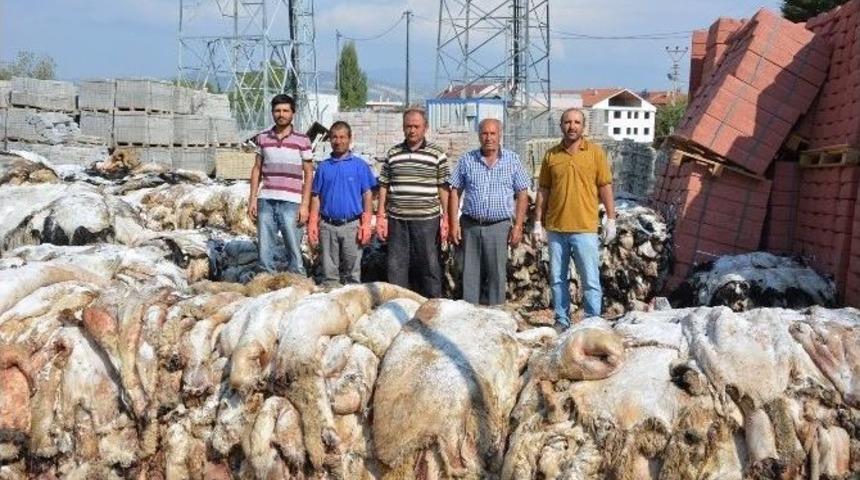 Thk, 8 Bin 100 Adet K&uuml;&ccedil;&uuml;kbaş, 130 B&uuml;y&uuml;kbaş Deri Topladı