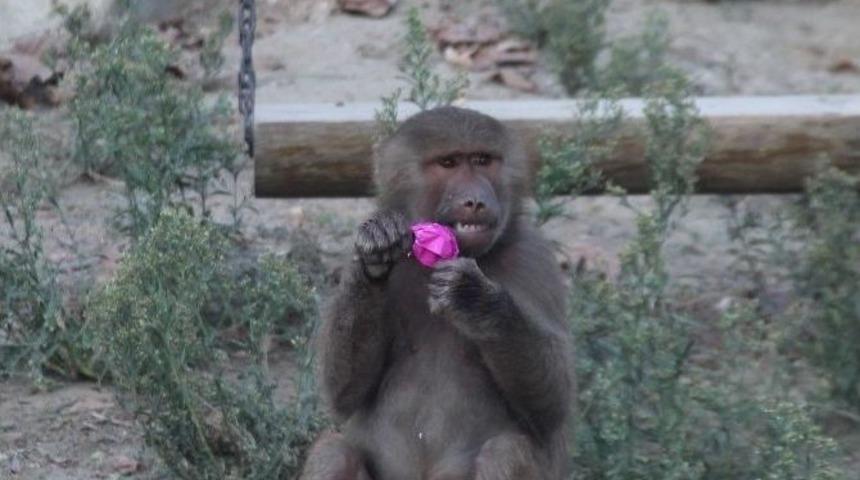 Hayvanat Bah&ccedil;esine Ziyaret&ccedil;i Akını