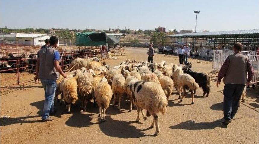 Pazarda Kurban Kalmadı