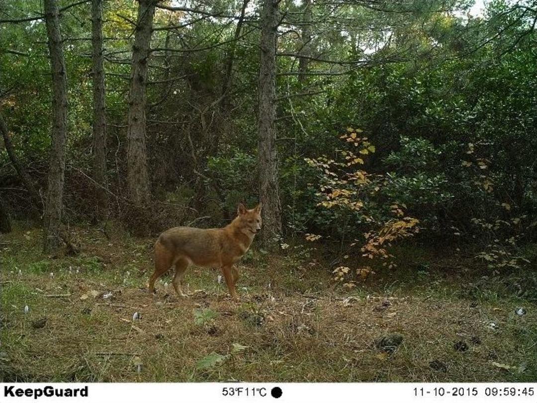 Yaban Hayatını Fotokapan G&ouml;r&uuml;nt&uuml;ledi