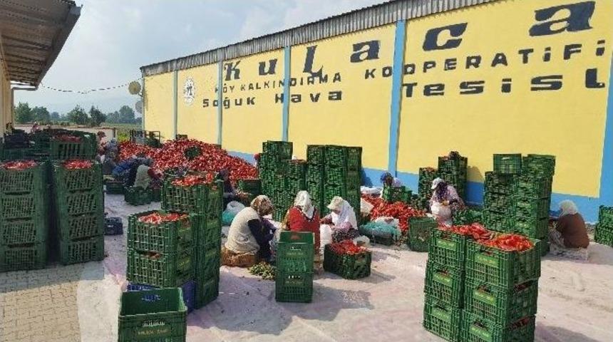 (&ouml;zel Haber) Avrupa&rsquo;nın Tarım Ambarı Hollanda Damak Tadını Bursa&rsquo;da Buldu