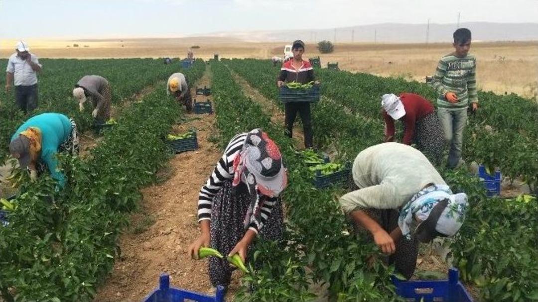 &Ccedil;eyiz Paralarını Tarladan &Ccedil;ıkarıyorlar