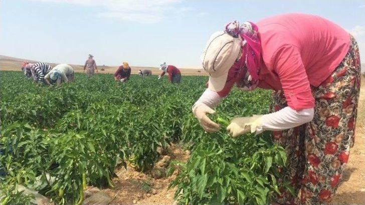 Çeyiz Paralarını Tarladan Çıkarıyorlar G2