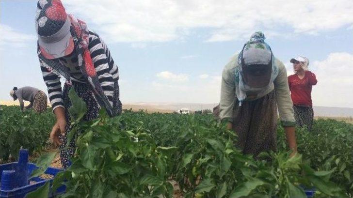 Çeyiz Paralarını Tarladan Çıkarıyorlar G4