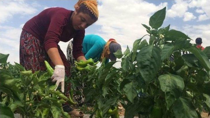 Çeyiz Paralarını Tarladan Çıkarıyorlar G5