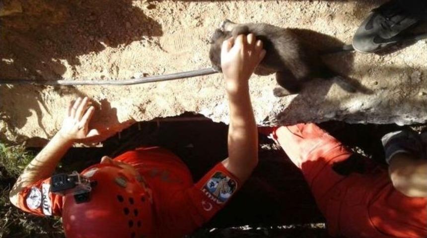 İnşaatta İki G&uuml;nd&uuml;r Mahsur Kalan K&ouml;pekleri Akut Kurtardı