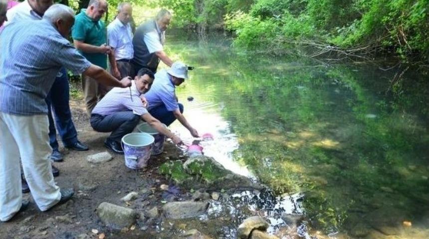 Kırmızı Benekli Alabalıklar Tabii Yaşam Alanlarına Bırakıldı
