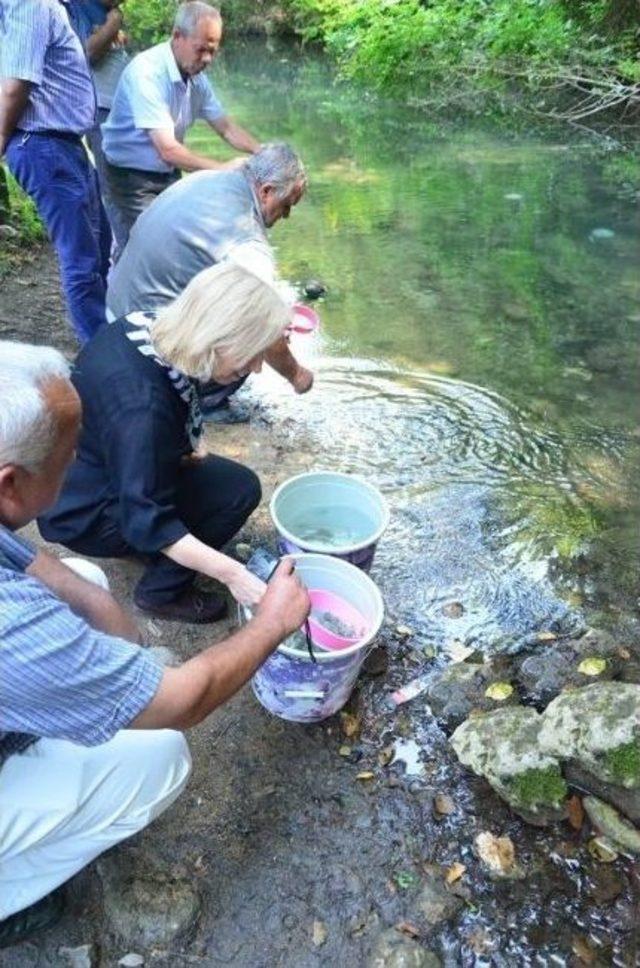 Kırmızı Benekli Alabalıklar Tabii Yaşam Alanlarına Bırakıldı