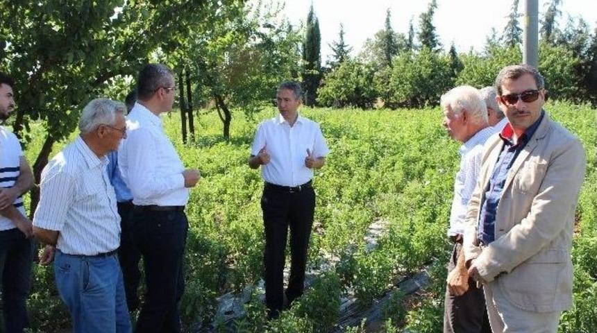 (sabah Ge&ccedil;ilecek) Kırklareli&rsquo;nde Şeker Otu &Uuml;retimi &Ccedil;alışmaları
