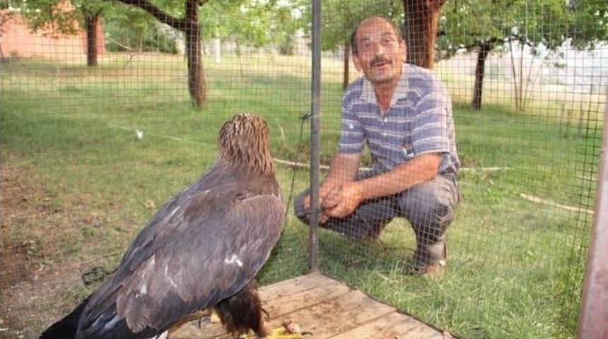 Tembel Kartal Tedavi Edilecek