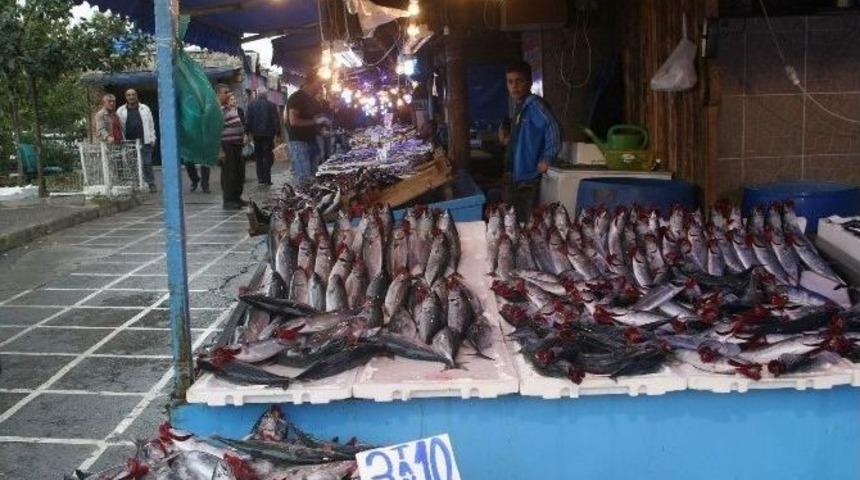 Palamut B&uuml;y&uuml;d&uuml;, Fiyatı D&uuml;şt&uuml;