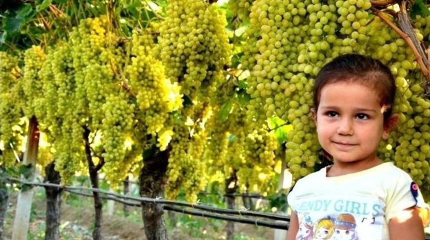 Tariş, &Uuml;z&uuml;m Alımları İ&ccedil;in Tarım Kredi&rsquo;ye İmkanlarını Tahsis Etti