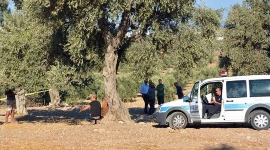 D&uuml;ğ&uuml;ne Geldiği Didim&rsquo;de Zeytinlik Alanda &Ouml;l&uuml; Bulundu