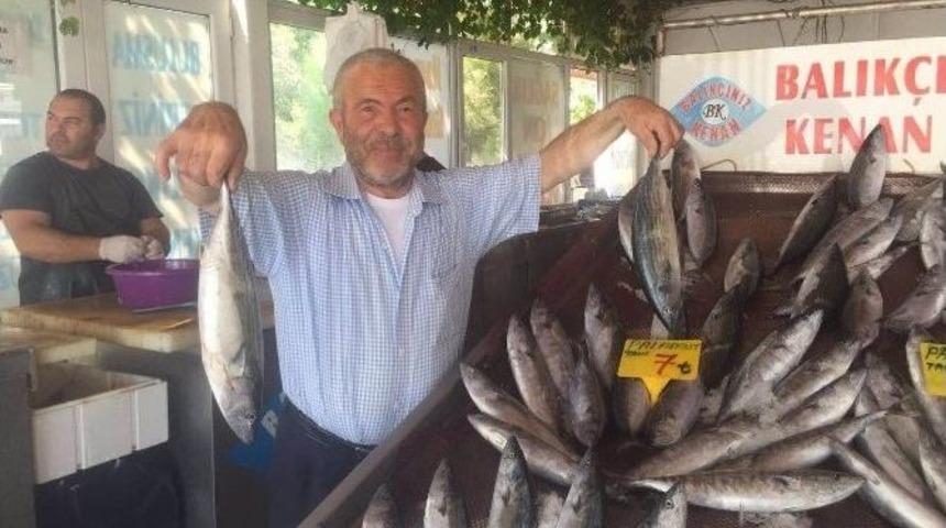 Balık Bollaştı, Fiyat Ucuzladı