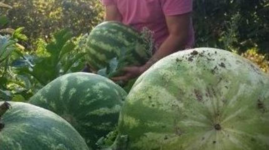 Karadeniz&rsquo;de Karpuz Bereketi