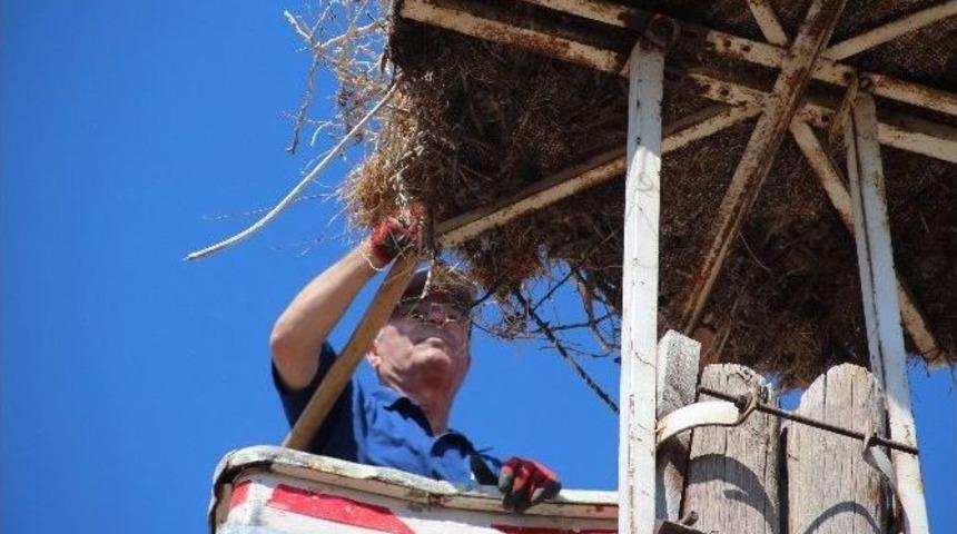 Leylek Yuvalarında Temizlik