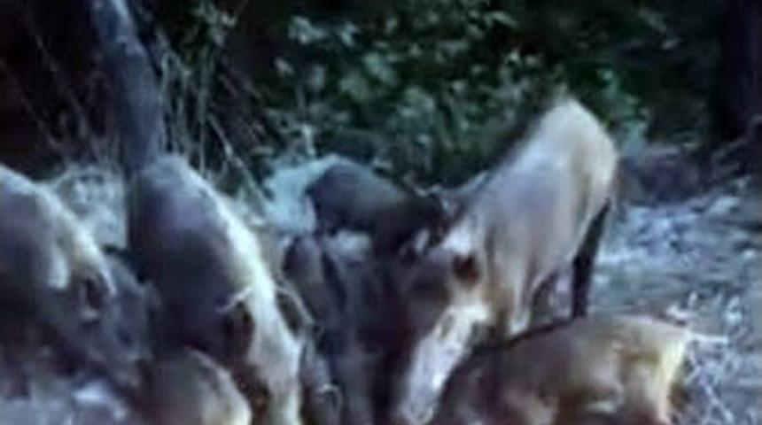 Domuz S&uuml;r&uuml;s&uuml;n&uuml; Mamalarla Beslediler